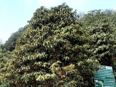 परेन पानी, फुलेन गुराँस