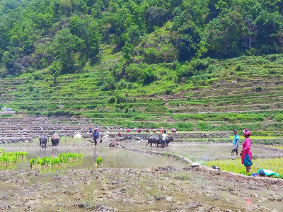 गलकोटमा रोपाइँको चटारो