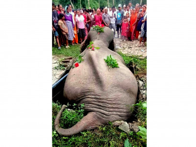 सेफ्टी ट्याङ्कीमा परेर जङ्गली हात्तीको मृत्यु