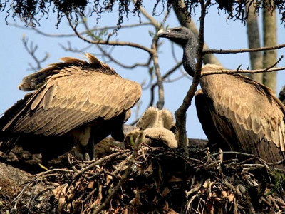 गिद्धका लागि वासस्थान गम्भीर चुनौती बन्दै