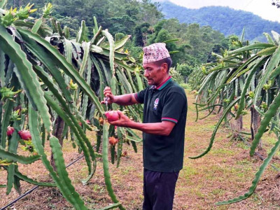 १६ वर्ष विदेश बसेका दिलचन ड्रागन फ्रुट खेतीमा रमाउँदै