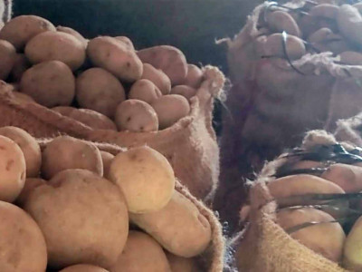 रामेछापमा ६० करोड बढीको आलु उत्पादन