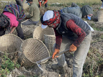 बाँझो जमिनमा सामूहिक आलुखेती