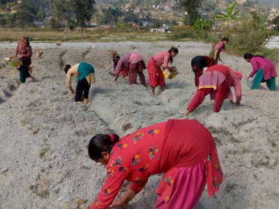 कोइरालटारमा सामूहिक आलुखेती