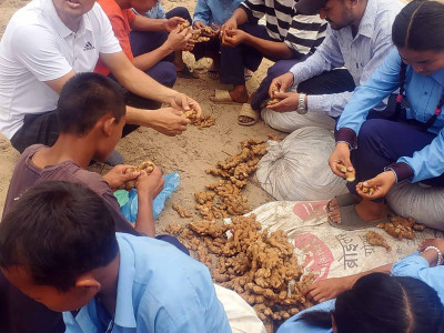 पढ्दै कमाउँदै कार्यक्रम : अदुवा खेतीमा विद्यार्थी