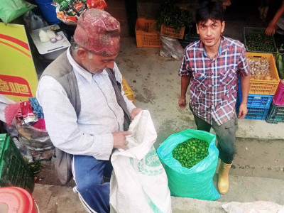 अकबरे खुर्सानी खेतीबाट मनग्य आम्दानी