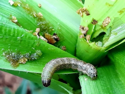 मकै बालीमा अमेरिकी फौजी कीराको प्रकोप
