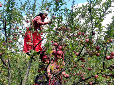 बिक्री नहुने डरले काँचै स्याउ बेच्न बाध्य छन् डोल्पाका कृषक