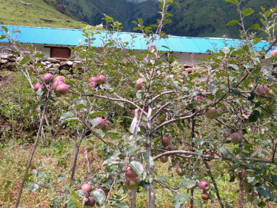 इटालियन प्रजातिको स्याउबाट एक वर्षमै उत्पादन