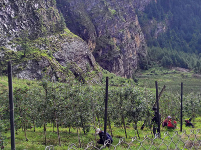 मनाङका किसान स्याउखेतीतर्फ आकर्षित