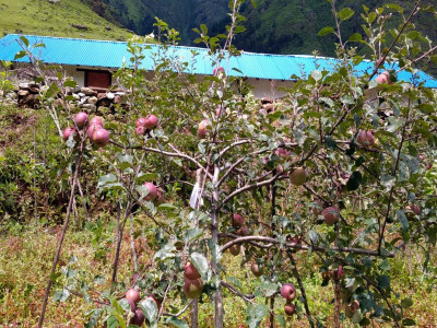 स्याउखेतीमा भविष्य खोज्दै बागलुङका किसान