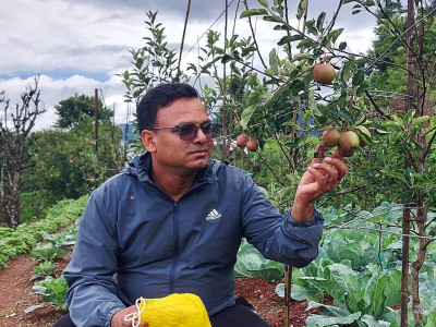 अर्नाकोटमा फल्यो एकै वर्षमा स्याउ