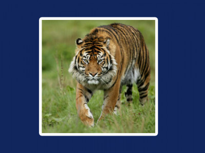 बाघको आक्रमणबाट एकको मृत्यु