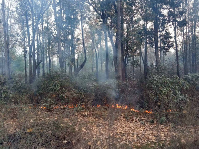 डढेलोको असरले चराचुरुङ्गी र वन्यजन्तुको चहलपहलमा कमि