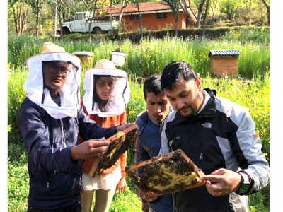  जाडोमा कसरी मौरी गोलाको व्यवस्थापन
गर्ने ?