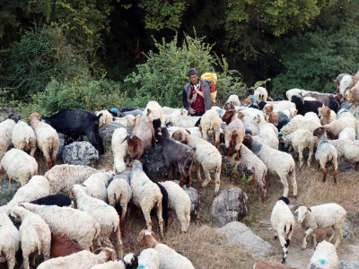 जीवन जङ्गलमै बित्छ भेडा गोठालाको