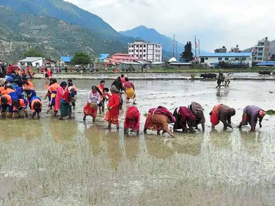 जुम्ली किसानलाई मार्सी धान रोपाइँकाे चटाराे