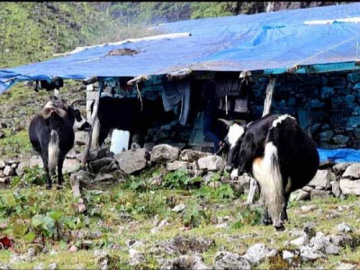 बीमा र अनुदानले चौँरीपालक किसान उत्साहित