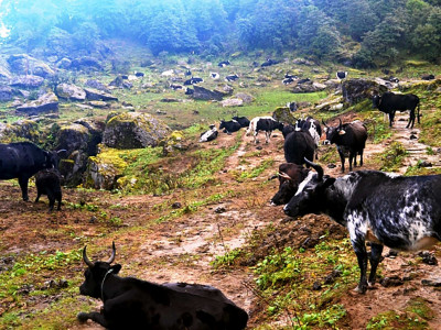 जीवन धान्न नौ महिना चौँरी खर्कको बास