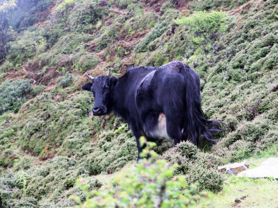 सन्दकपुरमा व्यावसायिकरुपमा चौँरीपालन