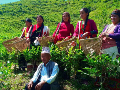 अब बागलुङमै घुम्न पाइन्छ चिया बगान