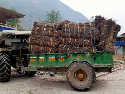 चिराइतोको माग बढ्दो, उत्पादन घट्दो