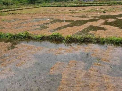 बेमौसमी वर्षाले काटेको धान डुब्यो, कोदो बालीमा पनि क्षति