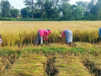 घरदैलोमा उम्मेदवार, स्थानीयवासीलाई धान काट्ने चटारो