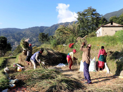 मतदाता रिझाउने नयाँ शैलीः किसानको खेतमा धान काटेर सहयोग गर्दै प्रत्यासी
