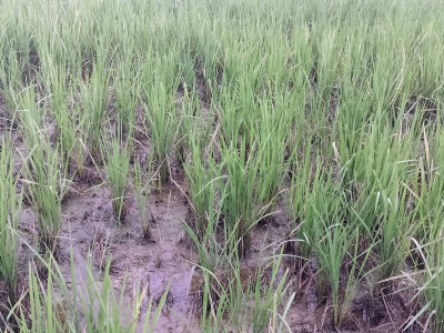 खेतमै सुक्यो धान, चिन्तामा किसान