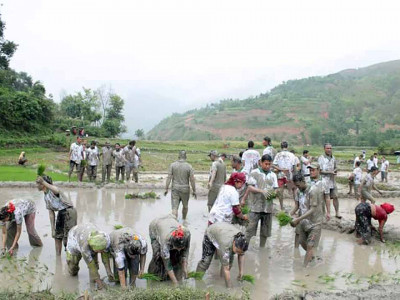 रामेछापमा अझै हुन सकेन धान रोपाइँ, खडेरीले बाली सुक्यो