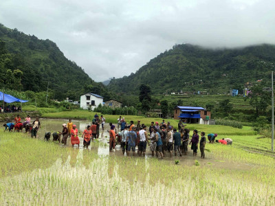 किसानलाई छैन असार १५ को रौनक, सधैँ सिँचाइ र मलको पीर