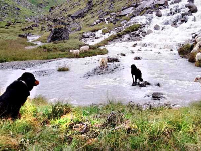 सहरमा रहर, गाउँमा गोठालाका भर