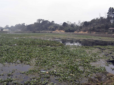 जलकुम्भीले खोस्यो टरुवा तालको सौन्दर्य