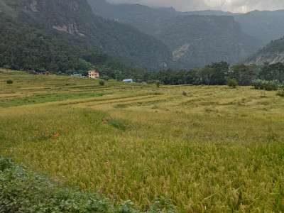 वर्षाले गुल्मीमा डेढ करोडको धानबाली क्षति