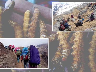 मुगुको पाटन क्षेत्रमा अनुमति नलिई यार्सा संकलन गर्नेको भीड