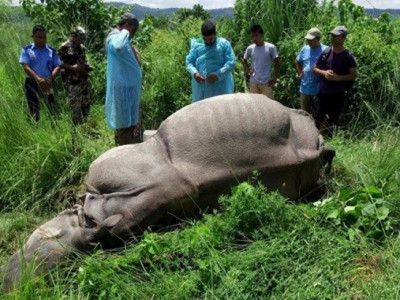  चितवन राष्ट्रिय निकुञ्जमा एक वर्षमा ३६ गैँडा मरे