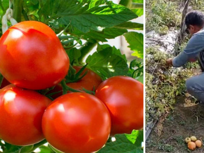 गोलभेँडाको मूल्य पाउँदा किसानलाई राहत