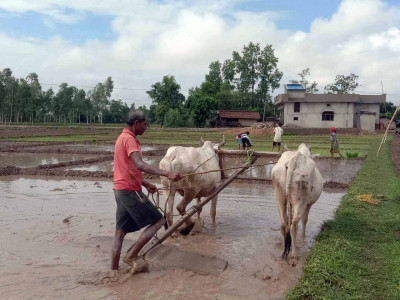 गाउँघरमा देखिन छाडे हलगोरु