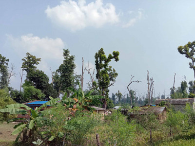 सुकेका रूखमुनि जोखिमपूर्ण बसाइ