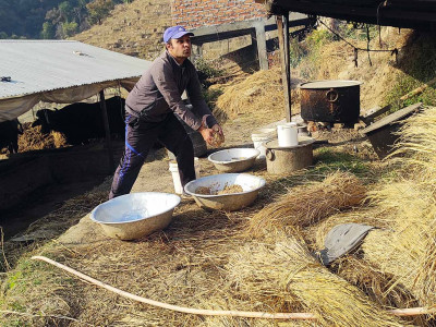 तोरीको उत्पादन बढ्नेभएपछि खुसी किसान