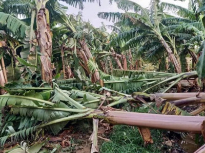 हावाहुरीले कैलालीमा केराखेतीमा क्षति