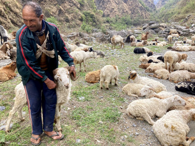 ६४ वर्षदेखि भेडापालनमा, थाहा छैन सरकारको कृषक अनुदान