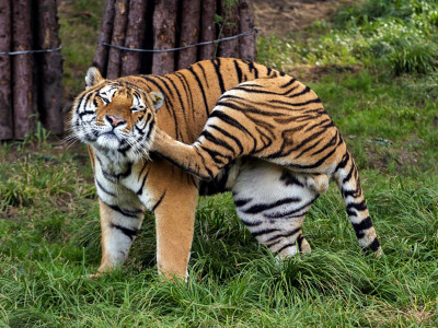 नेपालमा बाघ गणनाको तथ्यांक विश्व बाघ दिवसमा सार्वजनिक गरिने