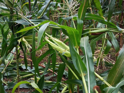 बाँदर आतङ्क : कुरुवा बस्दै बित्छ दिन
