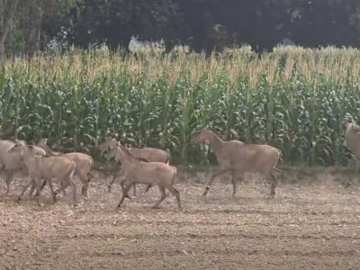 रौतहटमा नीलगाई र स्थानीयबीच द्वन्द