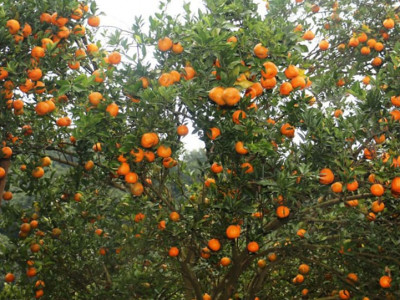 बन्दीपुरमा सुन्तला उत्पादन वृद्धि