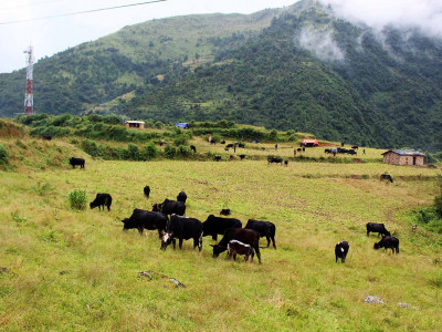 पुर्खाको नियम मान्दै पशुचौपाया लिएर भर्कोबाङ झरे भल्कोटवासी
