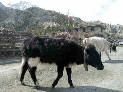 याक र चौँरीमै देखियो लम्पी स्किन
