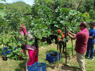 बाँझो जमिनमा व्यावसायिक अङ्गुर खेती